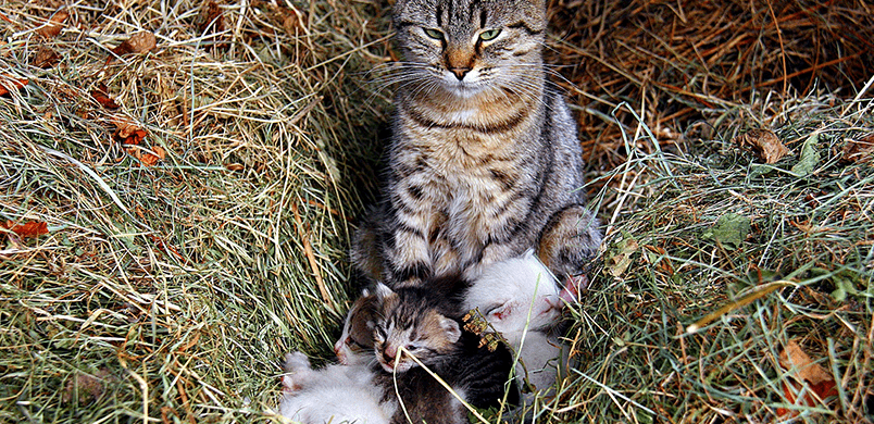 La Nutrition Du Chaton Clinique Veterinaire De La Riviere Des Pluies